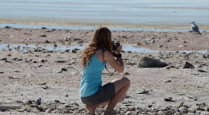 Best Camera For African Safari african safari photography