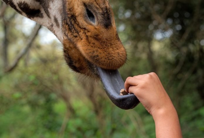 Giraffe Kenya