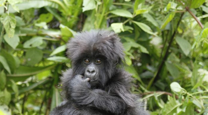 Is Uganda or Rwanda Better For Gorilla Trekking gorilla trekking