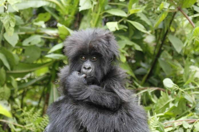 Uganda gorilla trekking gorilla trekking