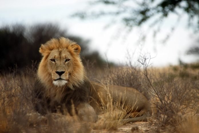 A Lion In Africa's Savannah Lion