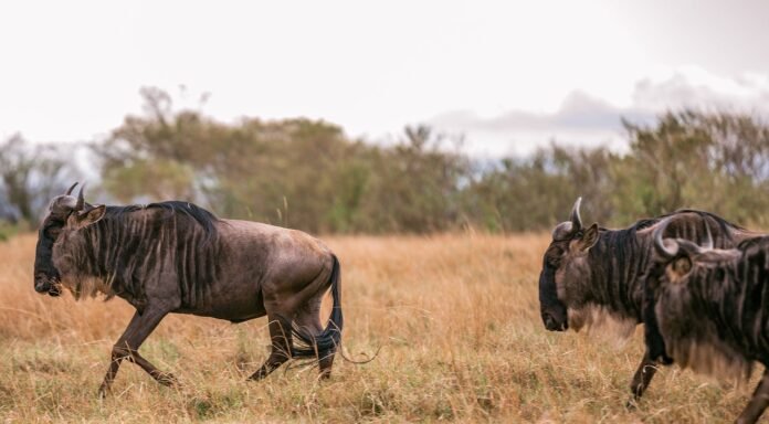 wildebeest migration