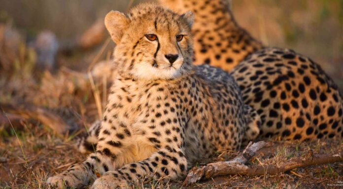 What to Pack for a South African Safari