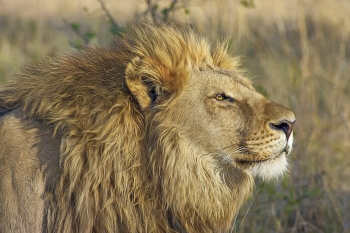 A lion spotted on safari