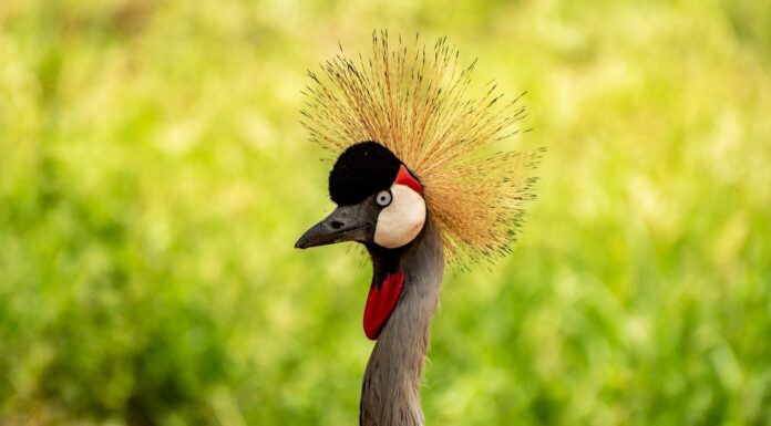What To Pack For Uganda Uganda's national bird a crested crane