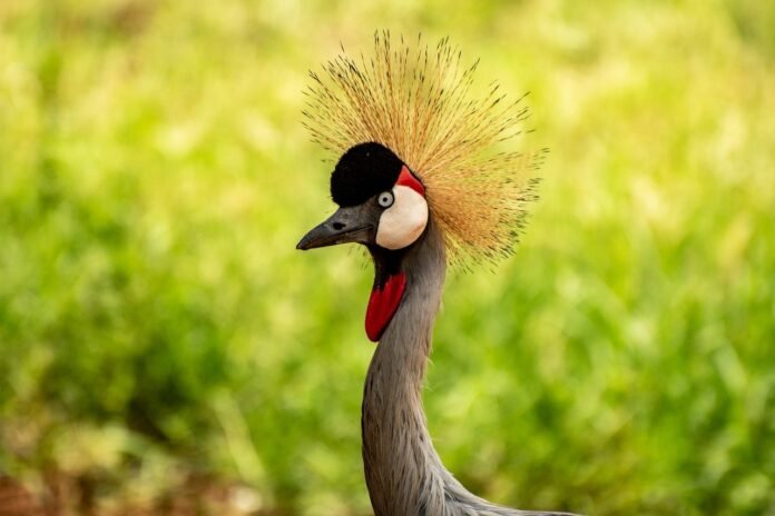 Uganda's national bird a crested crane