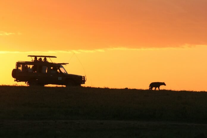 a Kenya safari game drive at dawn