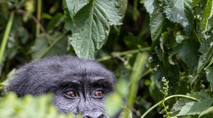 Gorilla Trekking Shoes a gorilla spotted on a gorilla trekking safari