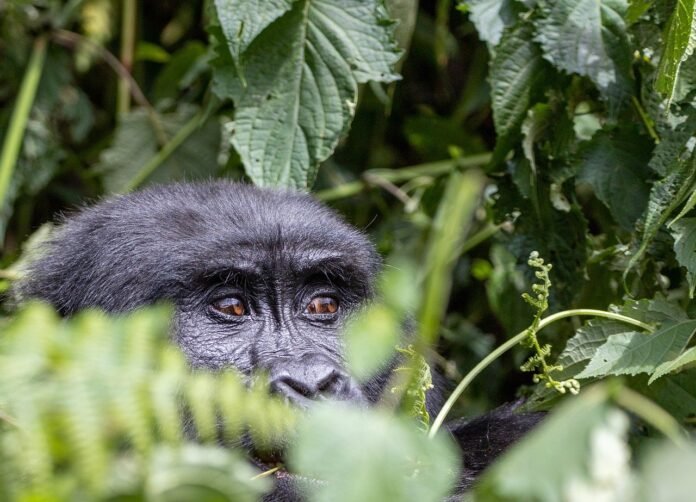 a gorilla spotted on a gorilla trekking safari