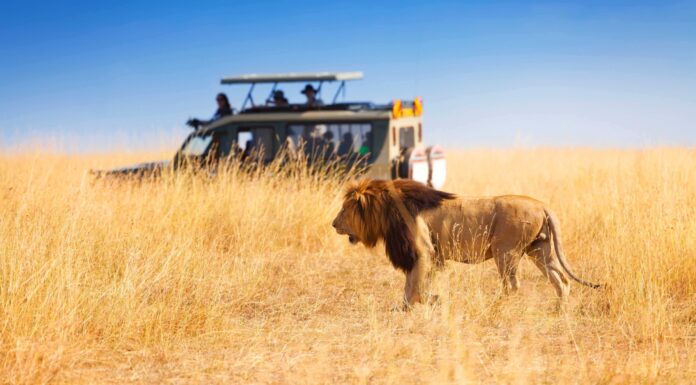 Can You Wear Shorts on Safari? A group of tourists on an African safari