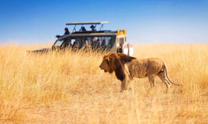 group on african safari A group of tourists on an African safari