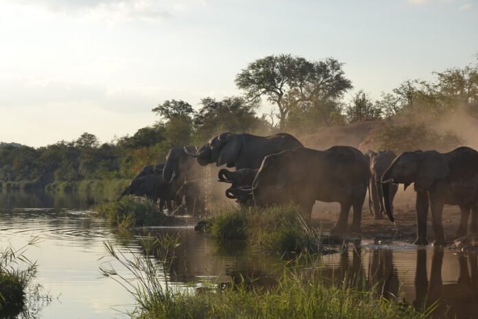 elephants drinking water at kruger park