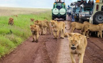 Best Shoes for Tanzania Safari tourists on safari in Tanzania