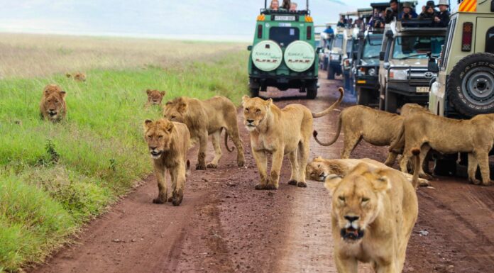 Best Shoes for Tanzania Safari tourists on safari in Tanzania