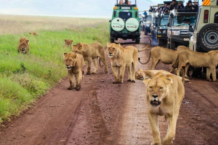 tourists on tanzania safari tourists on safari in Tanzania