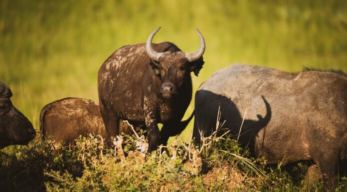 How Many Days Do You Need In Murchison Falls? Murchison Falls National Park