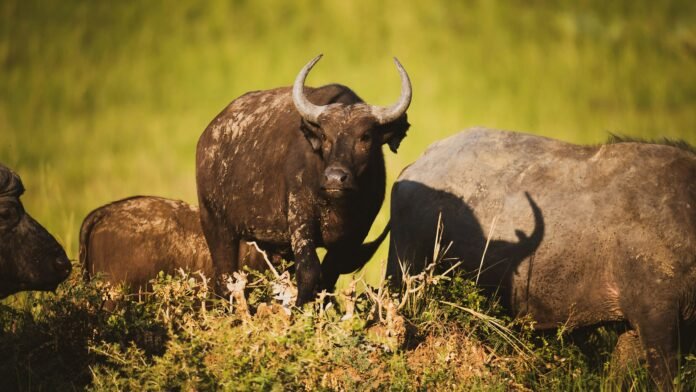 Murchison Falls Murchison Falls National Park