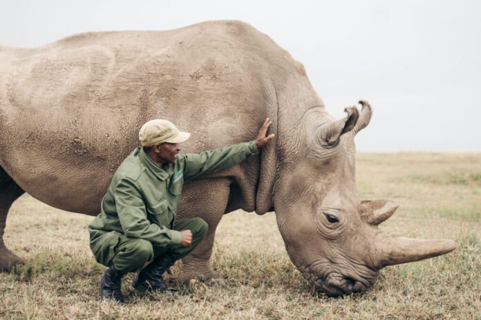 Olpejeta-Conservany A ranger with a rhino at Ol Pejeta