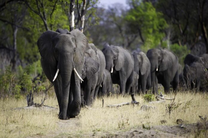Zimbabwe Safari Elephants spotted on A Zimbabwe Safari