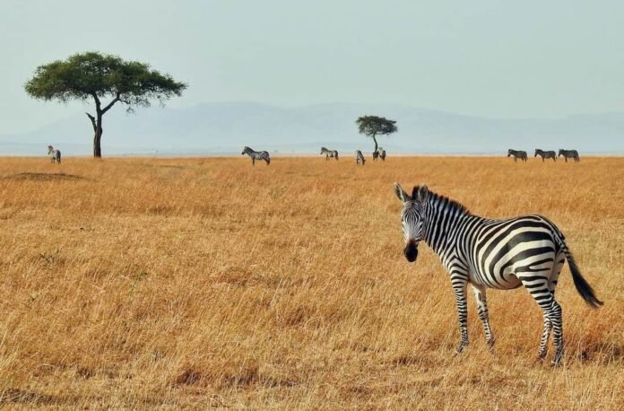 best day trips zebra spotted during a day trip from Nairobi