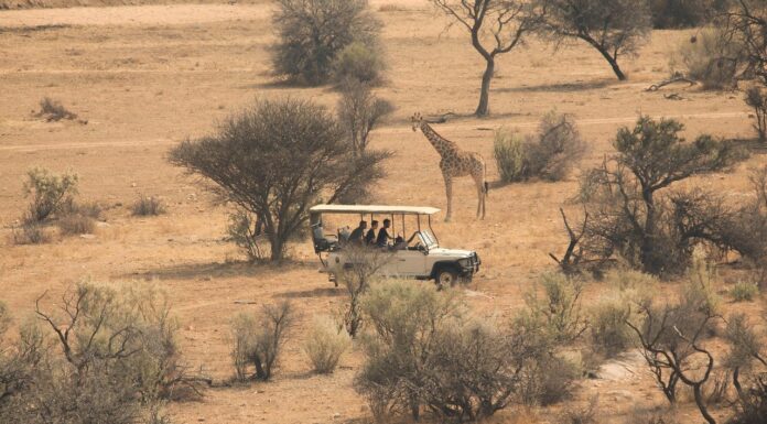 How Do I Pack For East Africa Safari? East African Savannah