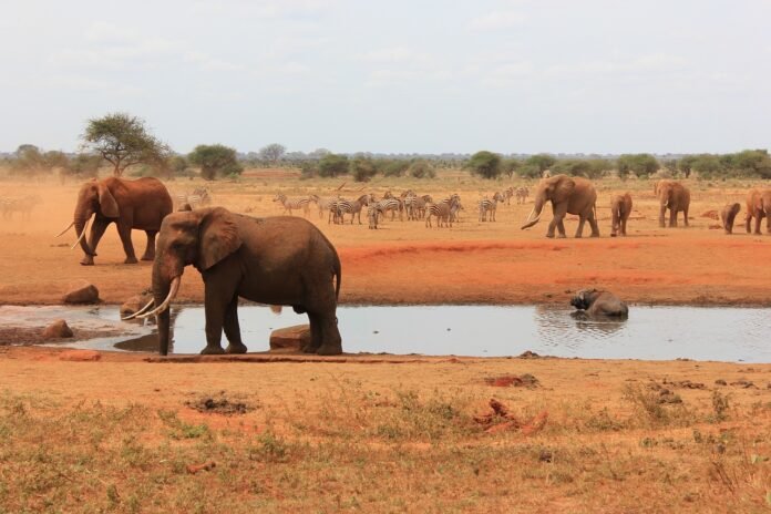 elephants-5009870_1280 Elephants In Tsavo National Park