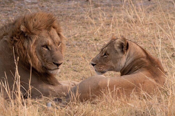 Lion and Lioness spotted on safari