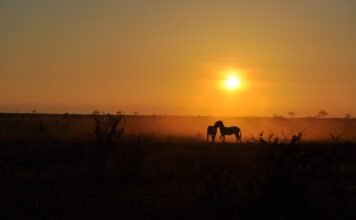 Is Tsavo better than Masai Mara? Sunrise on safari