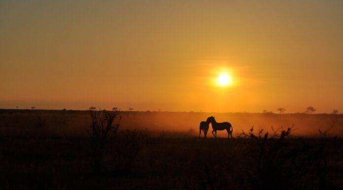 Is Tsavo better than Masai Mara? Sunrise on safari