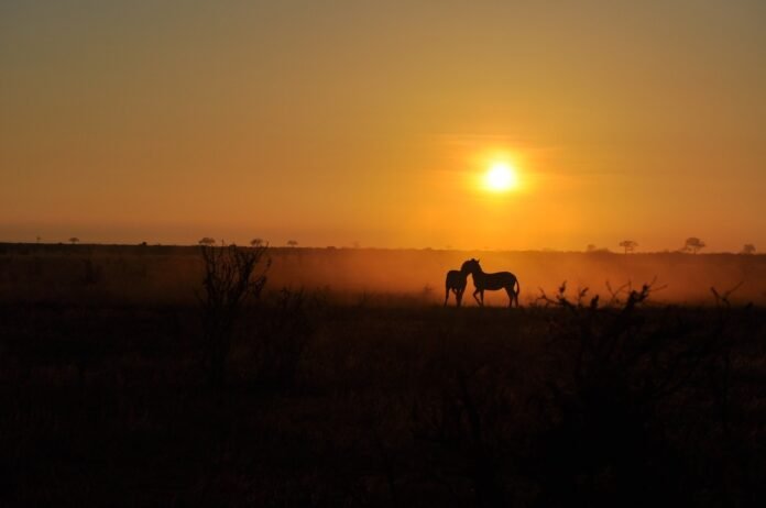 sunrise-3225386_1280 Sunrise on safari