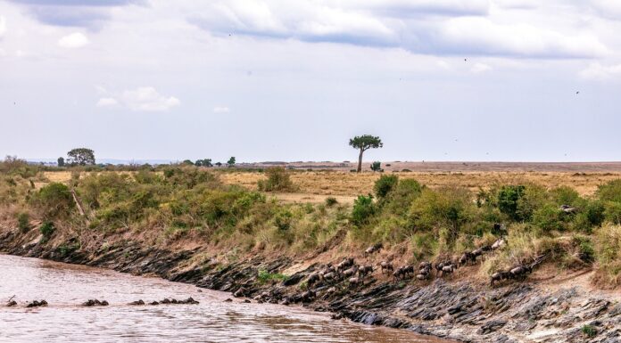 Which Area of Masai Mara Is Best? wildebeest crossing the Mara river one of the best places to witness the migration