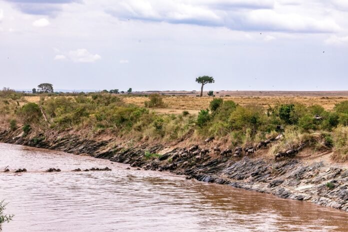 wildebeest crossing the mara river wildebeest crossing the Mara river one of the best places to witness the migration