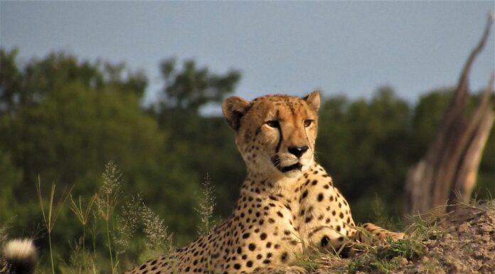 Zimbabwe Safari Clothing a cheetah spotted by tourists on a Zimbabwe safari