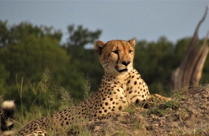 a cheetah spotted by tourists on a Zimbabwe safari