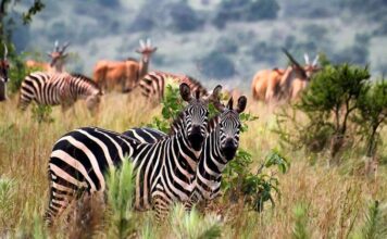 What to Wear in Rwanda Rwanda Safari