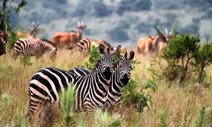 Rwanda safari Rwanda Safari