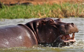 Is Uganda or Kenya better for safari? A Hippo spotted during a Uganda Safari