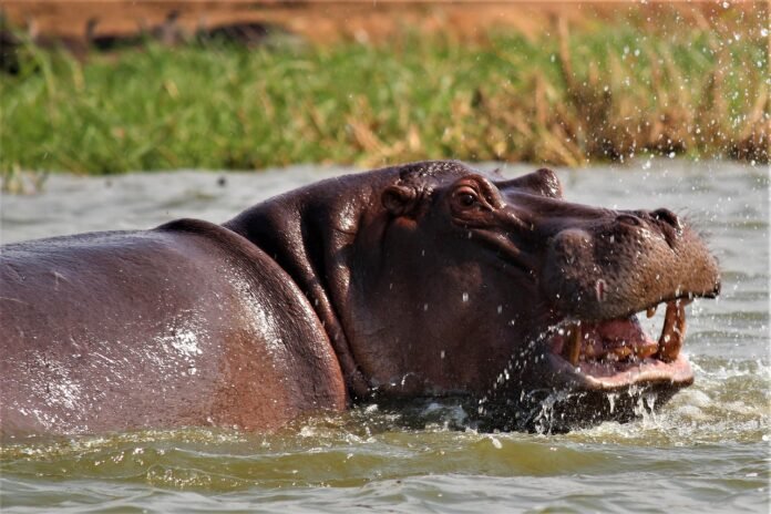 Hippo A Hippo spotted during a Uganda Safari