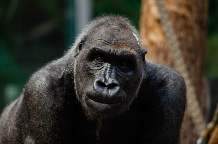 gorilla Gorilla seen during trekking