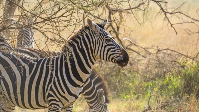 Zebra Serengeti Zebra In Serengeti National Park