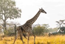 Is Samburu Worth a Visit? A Comprehensive Guide to Kenya’s Hidden Gem A giraffe spotted during a samburu safari