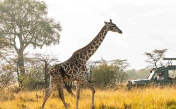 Is Samburu Worth a Visit? A Comprehensive Guide to Kenya’s Hidden Gem A giraffe spotted during a samburu safari