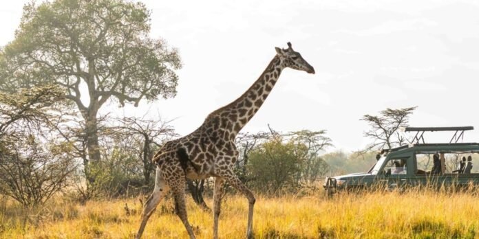 samburu safari A giraffe spotted during a samburu safari