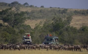 Lake Nakuru or Masai Mara: Where Should You Go on Safari? wildebeest at masai mara