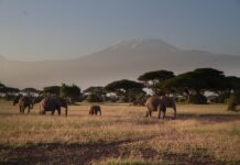 Is It Worth Going to Amboseli? Elephants in amboseli national park.