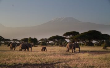 Is It Worth Going to Amboseli? Elephants in amboseli national park.