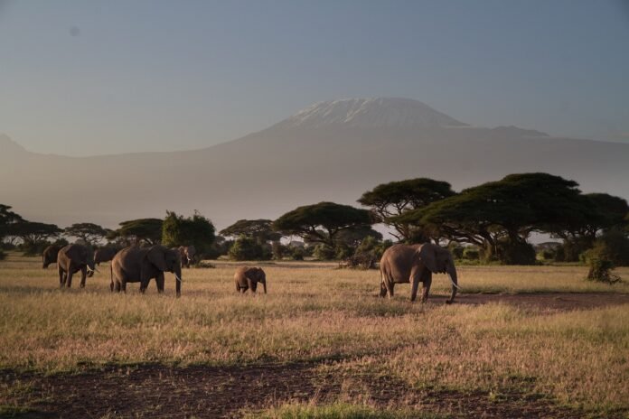 Elephants in amboseli national park.