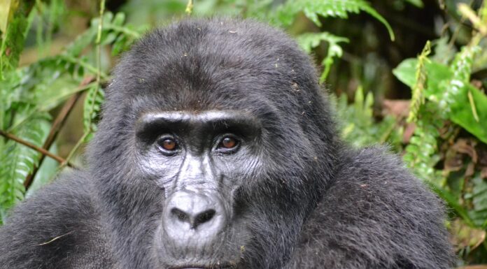 Best Camera for Gorilla Trekking Picture of a Gorilla taken during Gorilla Trekking