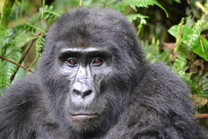 Picture of a Gorilla taken during Gorilla Trekking