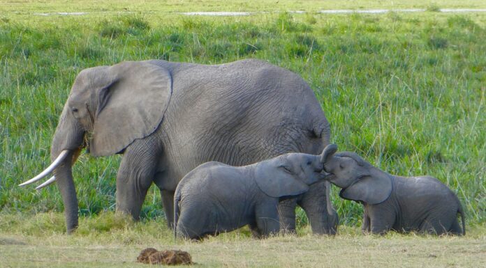 How Many Days In Amboseli Elephants in amboseli